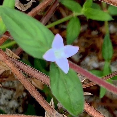 Tessiera lithospermoides, photographed by Bill Levine