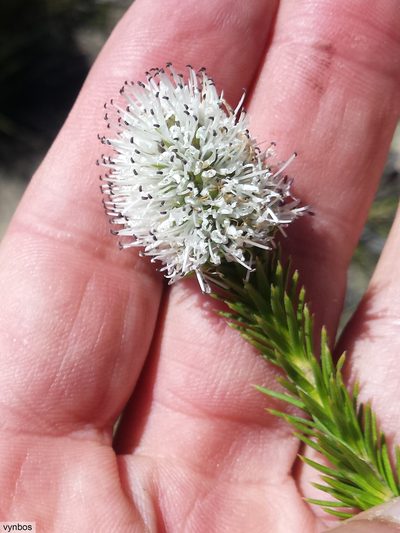 Stilbe albiflora, photographed by Chris Vynbos