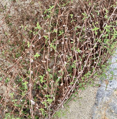 Tessiera lithospermoides, photographed by Bill Levine