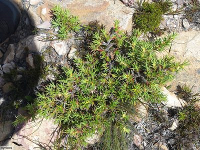Cliffortia dregeana, photographed by Chris Vynbos