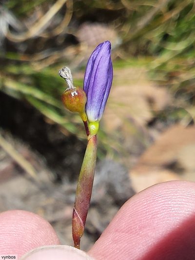 Bobartia lilacina, photographed by Chris Vynbos