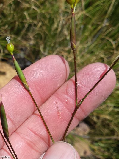 Bobartia lilacina, photographed by Chris Vynbos