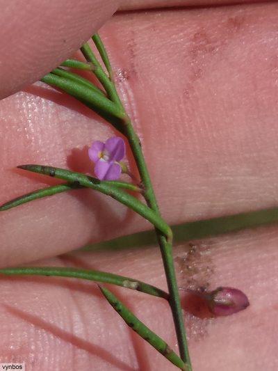 Muraltia pauciflora, photographed by Chris Vynbos