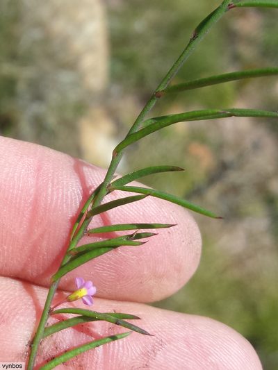 Muraltia pauciflora, photographed by Chris Vynbos