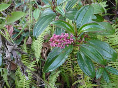 Miconia ciliata, photographed by Steven Bodzin