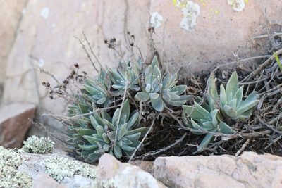 Dudleya verityi, photographed by Zack Abbey