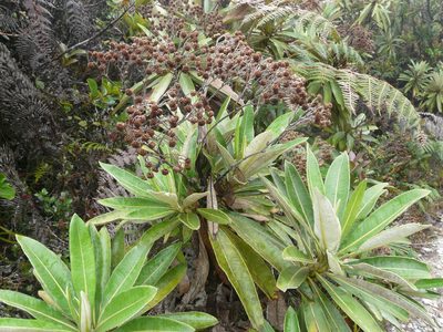 Espeletia neriifolia, photographed by Steven Bodzin