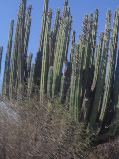Pachycereus weberi, photographed by Leticia Jiménez Hernández