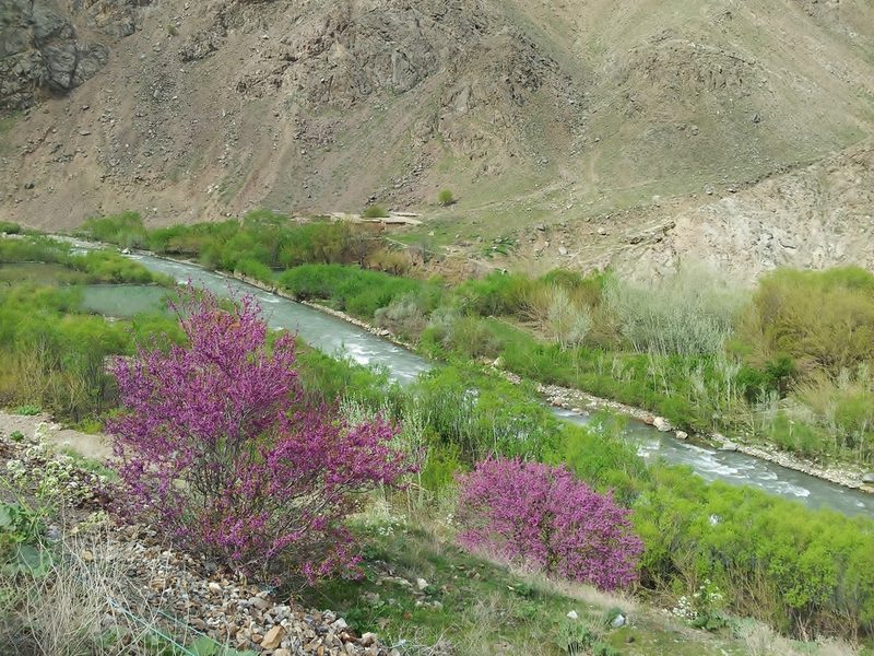Cercis griffithii, photographed by Nasser Halaweh