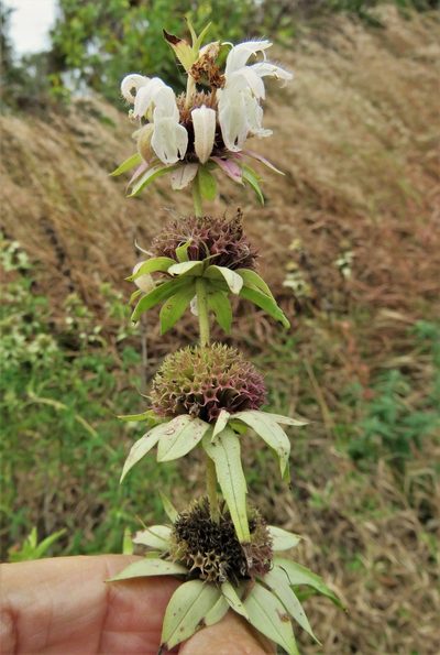Monarda maritima, photographed by Annika Lindqvist