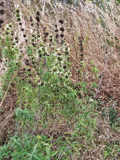 Monarda maritima, photographed by Annika Lindqvist