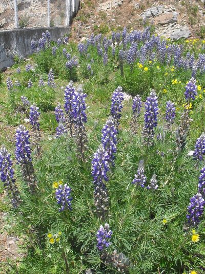 Lupinus cacuminis, photographed by Leticia Jiménez Hernández