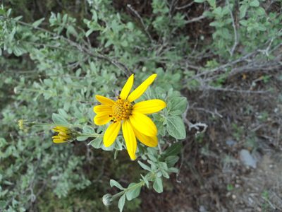 Calanticaria greggii, photographed by Leticia Jiménez Hernández