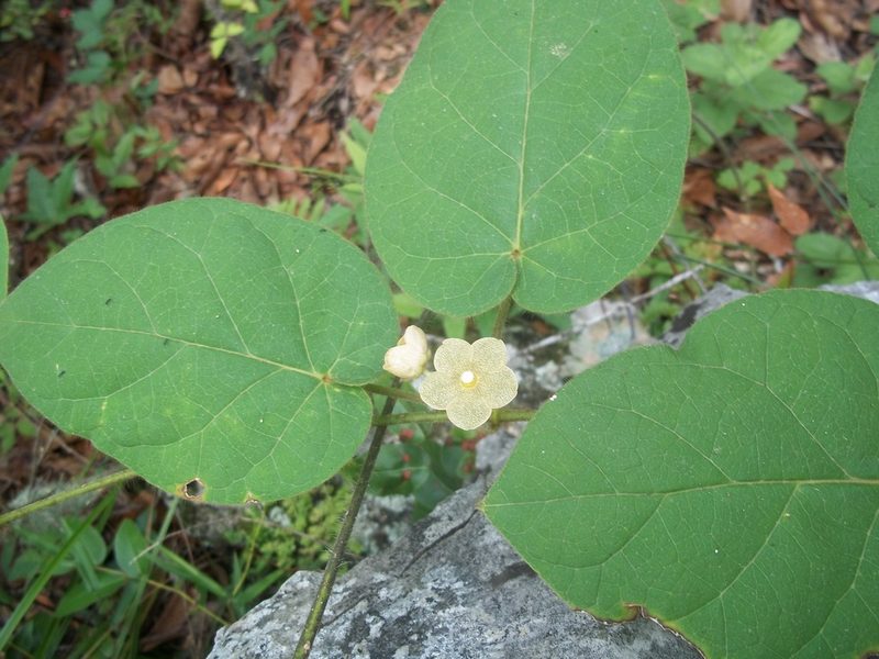Tutunakanthus velutinus, photographed by Leticia Jiménez Hernández