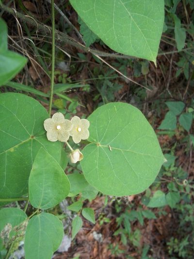 Tutunakanthus velutinus, photographed by Leticia Jiménez Hernández
