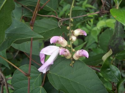 Canavalia septentrionalis, photographed by Leticia Jiménez Hernández