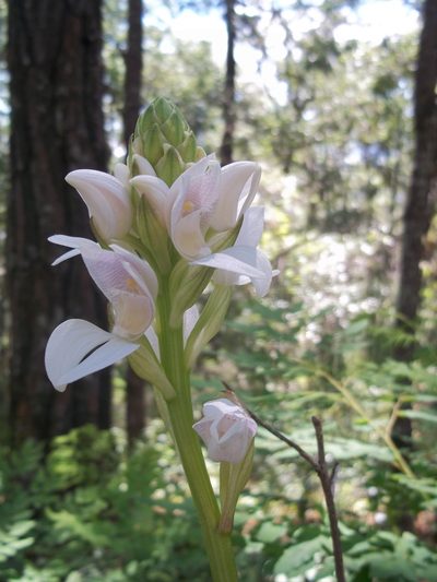 Govenia liliacea, photographed by Leticia Jiménez Hernández