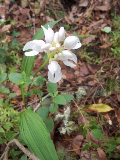 Govenia liliacea, photographed by Leticia Jiménez Hernández