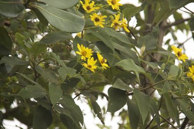Oyedaea verbesinoides, photographed by Steven Bodzin