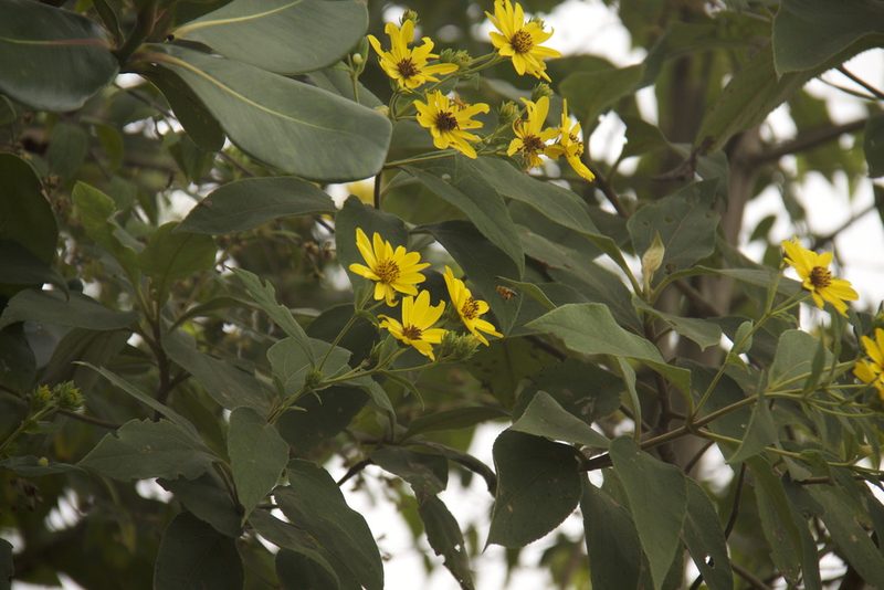 Oyedaea verbesinoides, photographed by Steven Bodzin