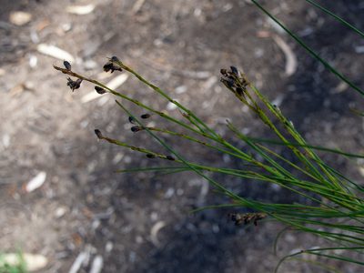 Viminaria juncea, photographed by Terra Occ