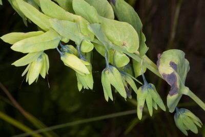 Cerinthe glabra, photographed by Drepanostoma