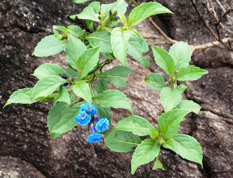 Stachytarpheta glabra, photographed by Pedro Henrique Maloso Ramos