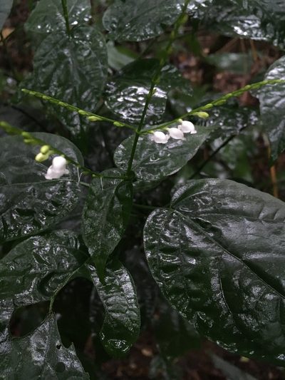 Leptostachya wallichii, photographed by Matt Berger