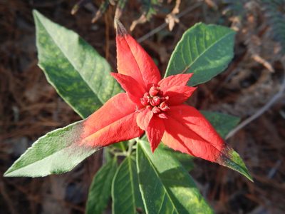 Euphorbia strigosa, photographed by Jonathan Rodriguez