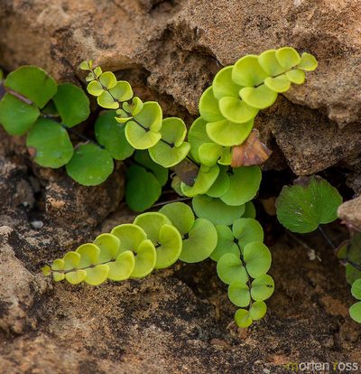 Adiantum balfourii, photographed by Morten Ross