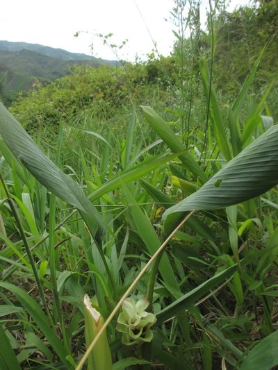 Curcuma longa, photographed by Romer N. Rabarijaona