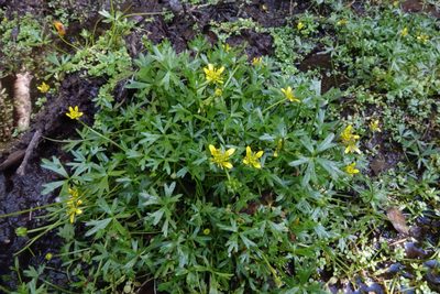 Ranunculus glabrifolius, photographed by John Barkla