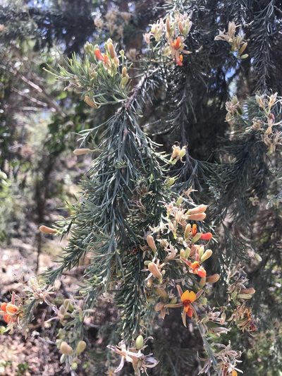 Jacksonia furcellata, photographed by Cal Wood
