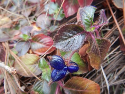 Coccocypselum hirsutum, photographed by Jonathan Rodriguez