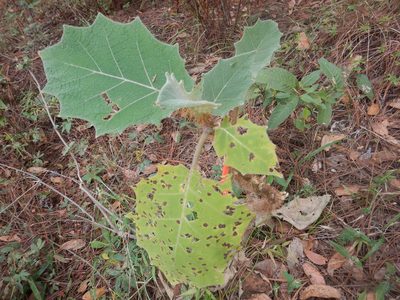 Solanum candidum, photographed by Jonathan Rodriguez
