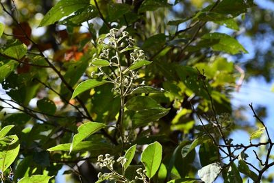 Eremosis leiocarpa, photographed by Neptalí Ramírez Marcial