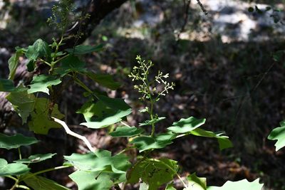 Senecio subcymosus, photographed by Neptalí Ramírez Marcial