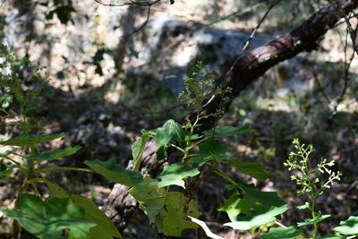 Senecio subcymosus, photographed by Neptalí Ramírez Marcial