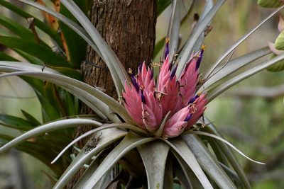 Tillandsia carlsoniae, photographed by Neptalí Ramírez Marcial