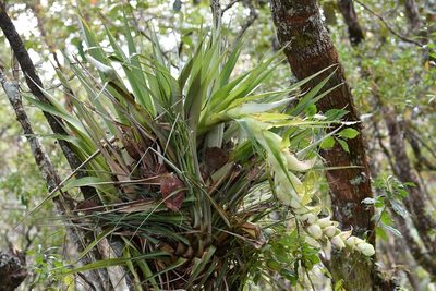 Tillandsia eizii, photographed by Neptalí Ramírez Marcial