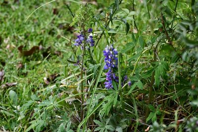 Lupinus aschenbornii, photographed by Neptalí Ramírez Marcial