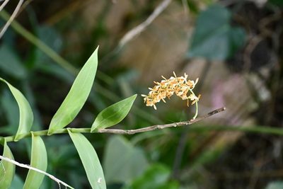 Epidendrum polyanthum, photographed by Neptalí Ramírez Marcial