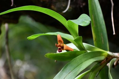 Maxillaria elatior, photographed by Neptalí Ramírez Marcial