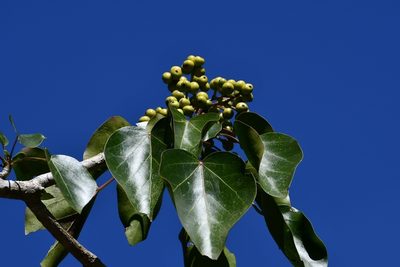 Oreopanax platyphyllus, photographed by Neptalí Ramírez Marcial
