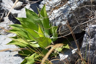 Agave hiemiflora, photographed by Neptalí Ramírez Marcial
