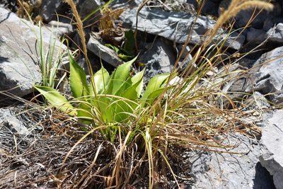 Agave hiemiflora, photographed by Neptalí Ramírez Marcial