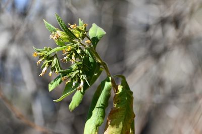 Trixis chiapensis, photographed by Neptalí Ramírez Marcial
