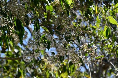 Eremosis triflosculosa, photographed by Neptalí Ramírez Marcial