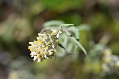 Pseudognaphalium inornatum, photographed by Neptalí Ramírez Marcial