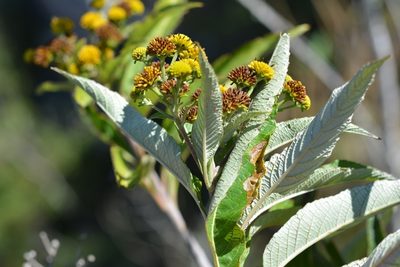 Verbesina hypargyrea, photographed by Neptalí Ramírez Marcial